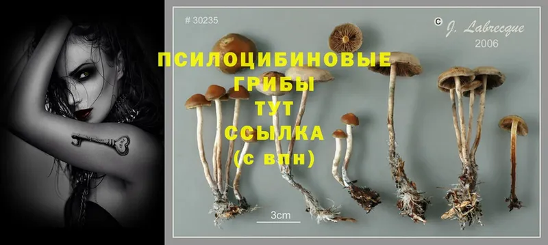 Галлюциногенные грибы Psilocybine cubensis  mega маркетплейс  Кириши  как найти закладки 